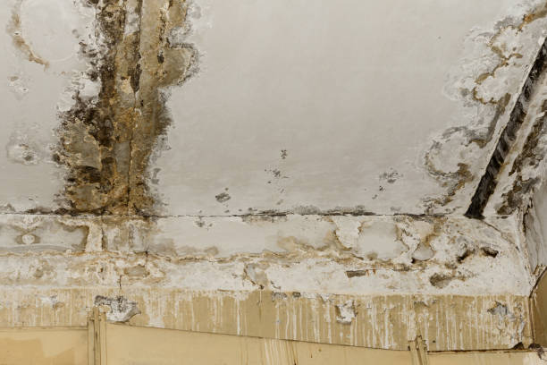 Best Asbestos and Lead Testing During Mold Inspection  in Almedia, PA