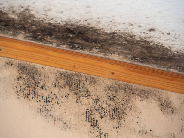 Best Indoor Air Quality Assessment  in Almedia, PA