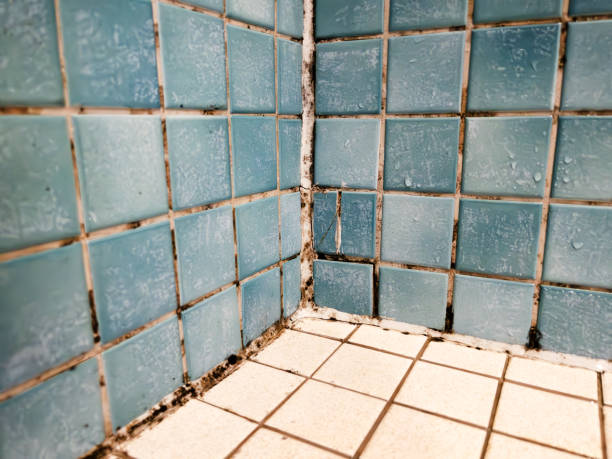 Trusted Almedia, PA Mold Removal Experts