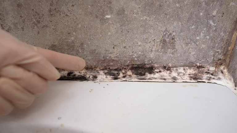 Biohazard Mold Removal in Almedia, PA